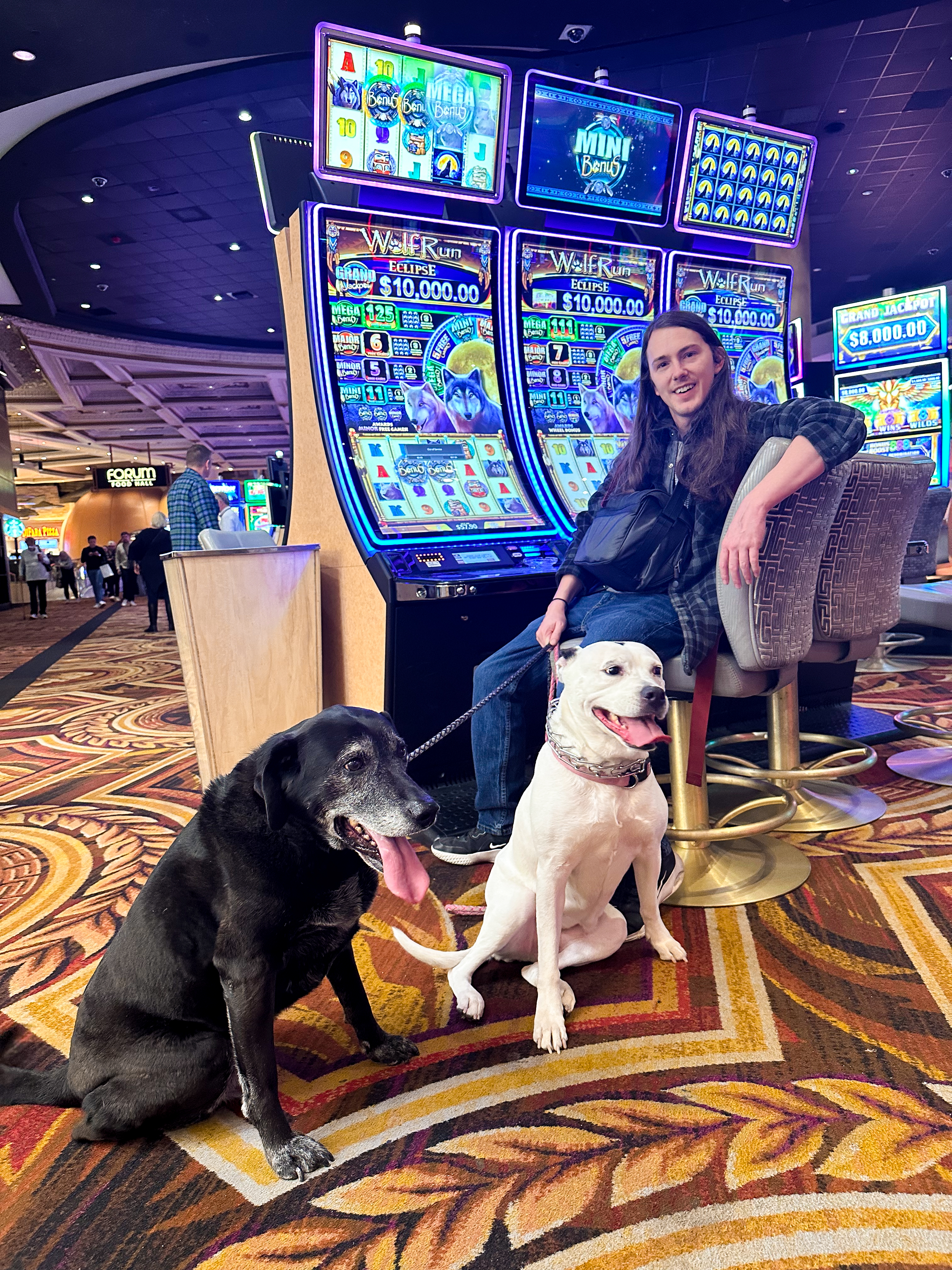 caesarscasinowithdogsvegas