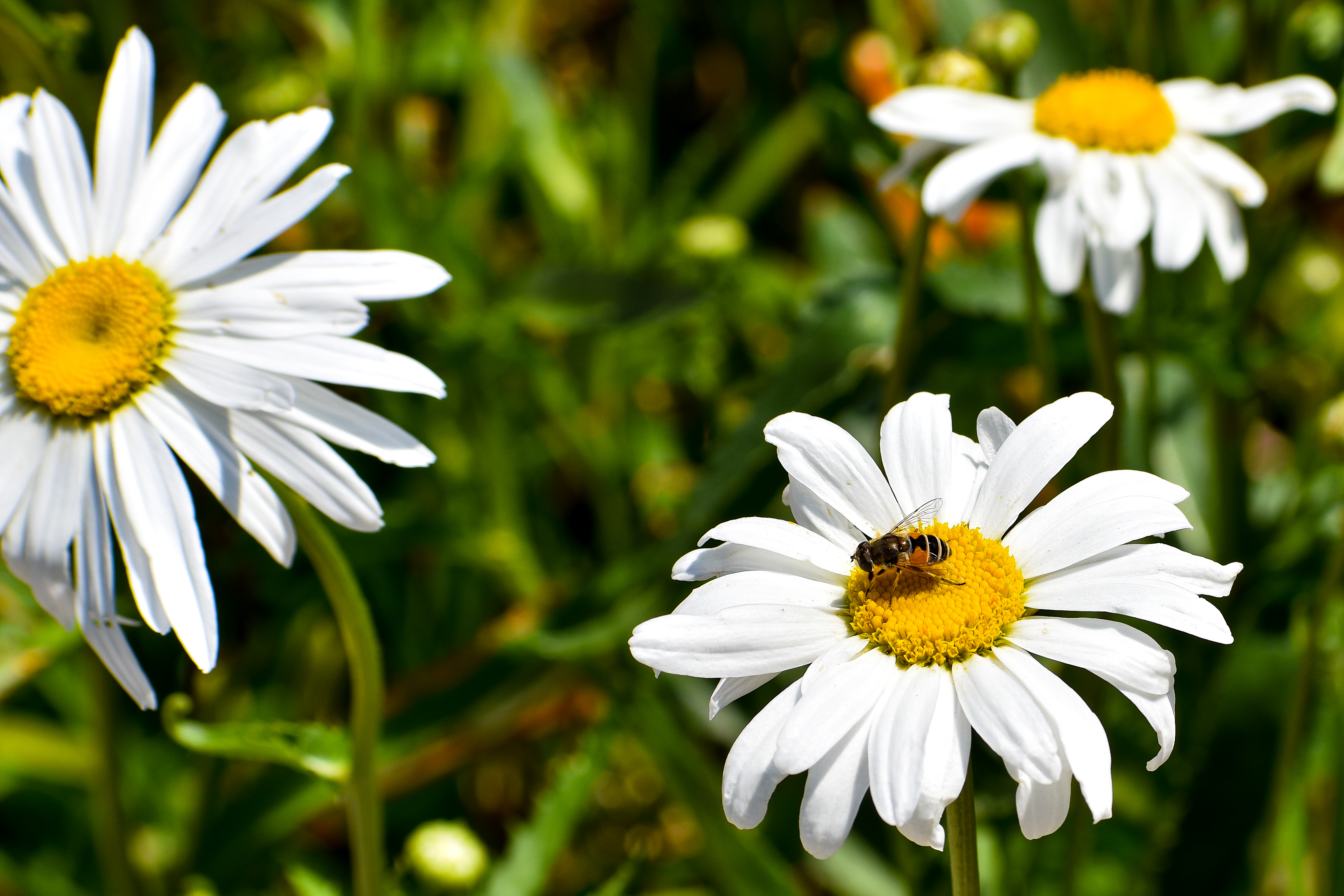beesonflowersdenver