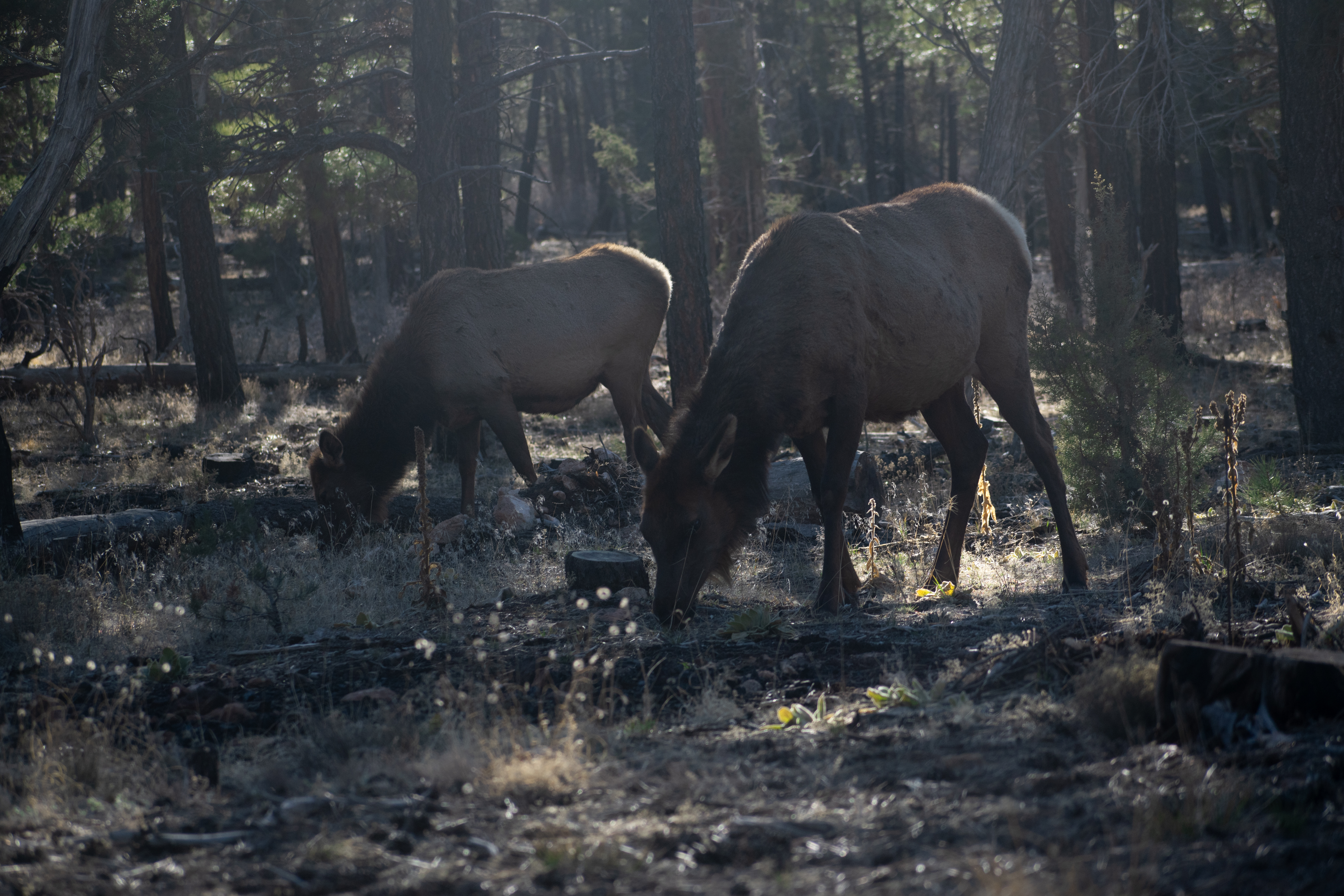 grandcanyonelk