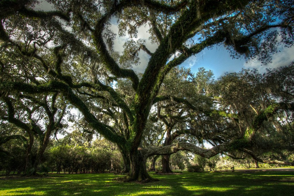 NOLASoaktree